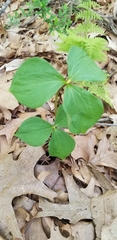 Trillium erectum