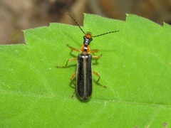 Podabrus brunnicollis