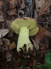 Butyriboletus persolidus