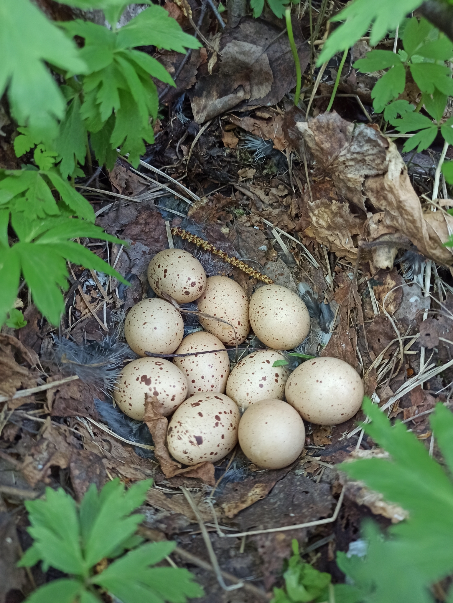 Hazel Grouse