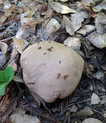 Butyriboletus persolidus