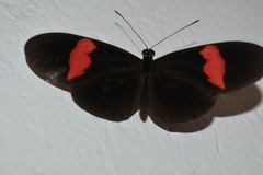 Heliconius erato hydara