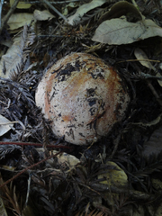 Butyriboletus persolidus