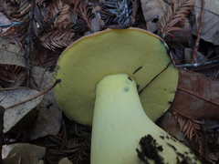 Butyriboletus persolidus