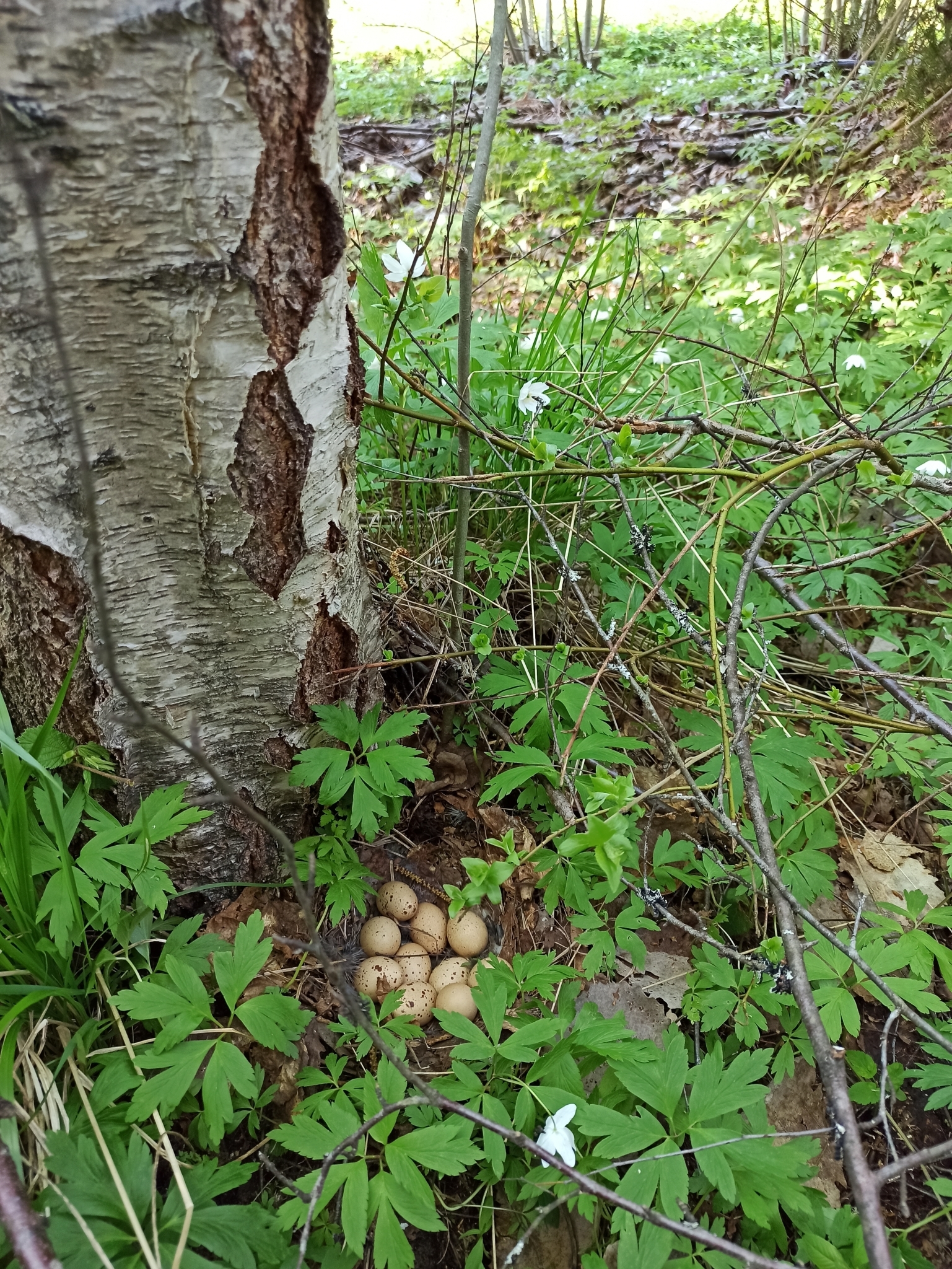 Hazel Grouse