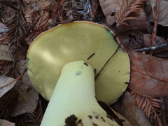 Butyriboletus persolidus