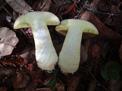 Butyriboletus persolidus