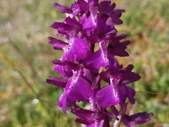 Anacamptis × alata