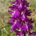 Anacamptis × alata - Photo (c) Butor and Gogol, some rights reserved (CC BY-NC), uploaded by Butor and Gogol