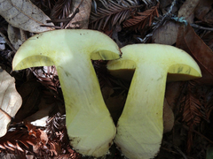 Butyriboletus persolidus