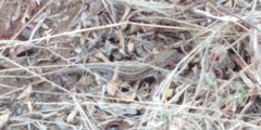 Meroles squamulosus