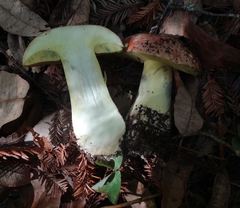 Butyriboletus persolidus