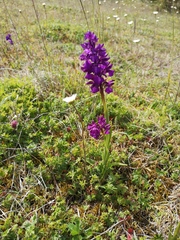 Anacamptis × alata