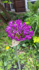 Allium