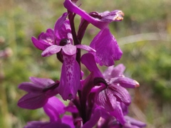 Anacamptis × alata