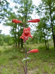 Penstemon murrayanus