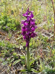 Anacamptis × alata
