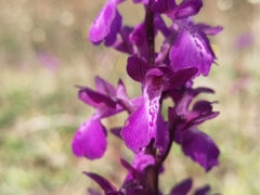 Anacamptis × alata