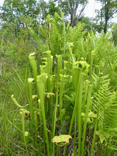 Pale Pitcher Plant