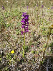 Anacamptis × alata