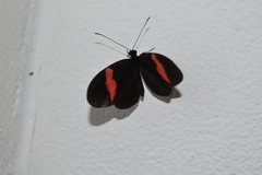 Heliconius erato hydara