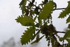 Quercus pauciradiata