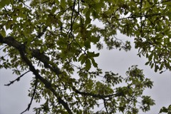 Quercus pauciradiata