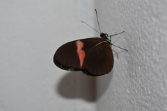 Heliconius erato hydara