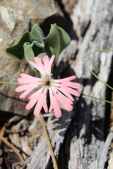 Silene hookeri
