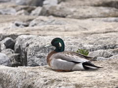 Anas platyrhynchos × Mareca americana