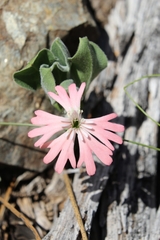 Silene hookeri