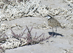 Charadrius thoracicus