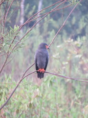 Helicolestes hamatus