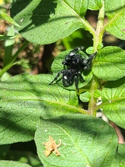Phidippus audax