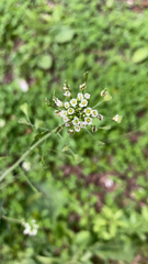 Capsella bursa-pastoris