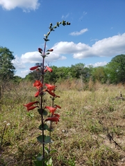 Penstemon murrayanus