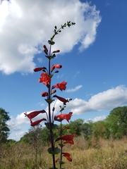 Penstemon murrayanus