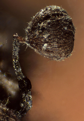 Cribraria cancellata