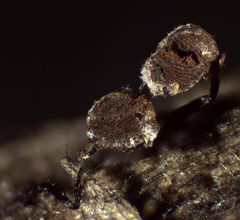 Cribraria cancellata