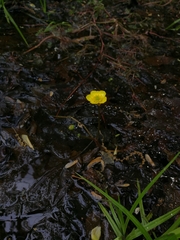 Ranunculus flabellaris