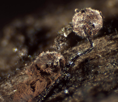 Cribraria cancellata