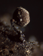 Cribraria cancellata