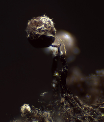 Cribraria cancellata