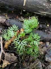 Ranunculus flabellaris