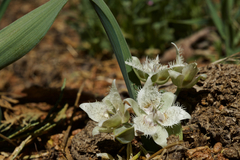 Calochortus westonii