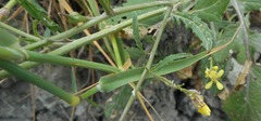 Phalaris paradoxa