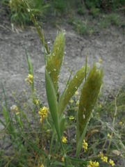 Phalaris paradoxa