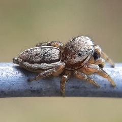 Pelegrina flavipes