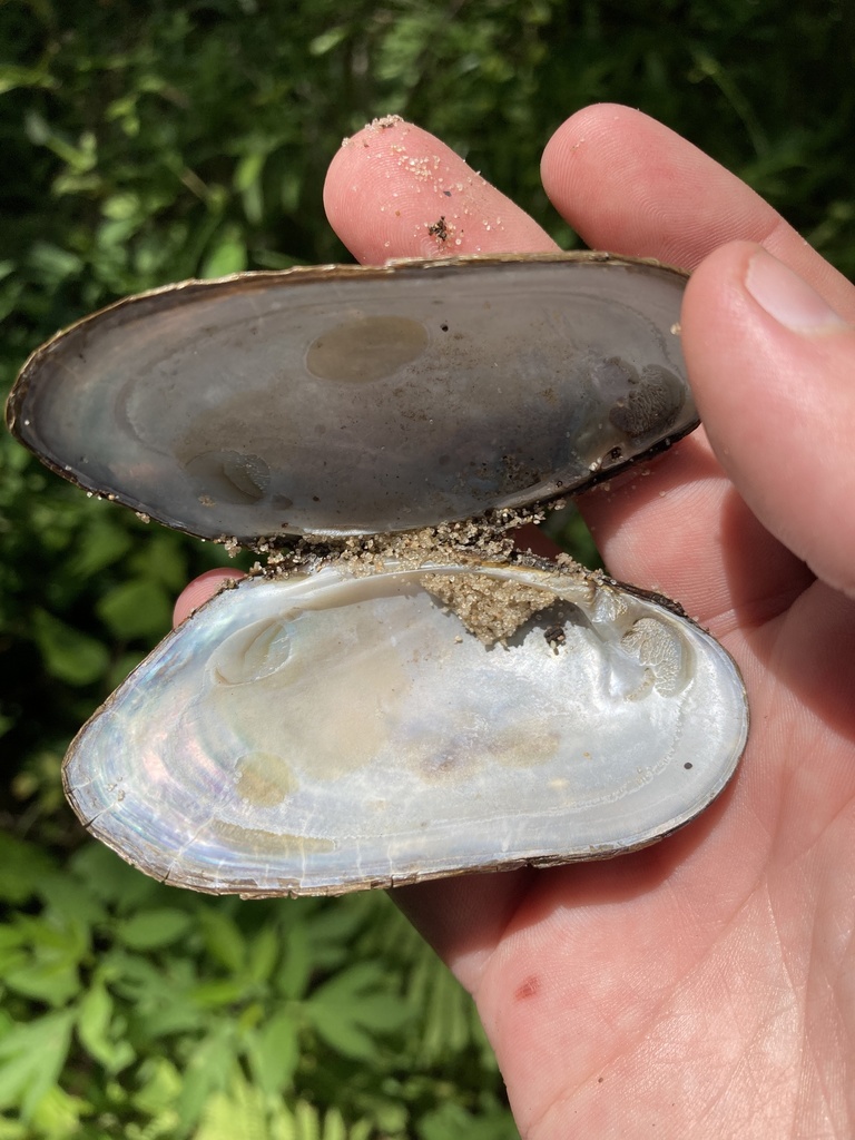 Louisiana pearlshell