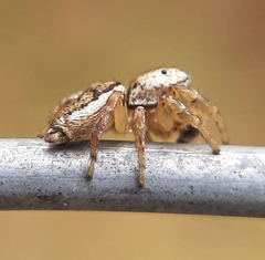 Pelegrina flavipes